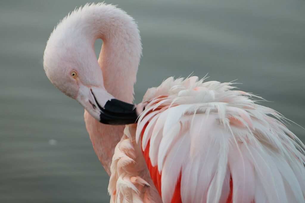 flamingo tüz gölu tyrkiet 1024x682 - Tuz Gölü - en saltsø i Tyrkiet