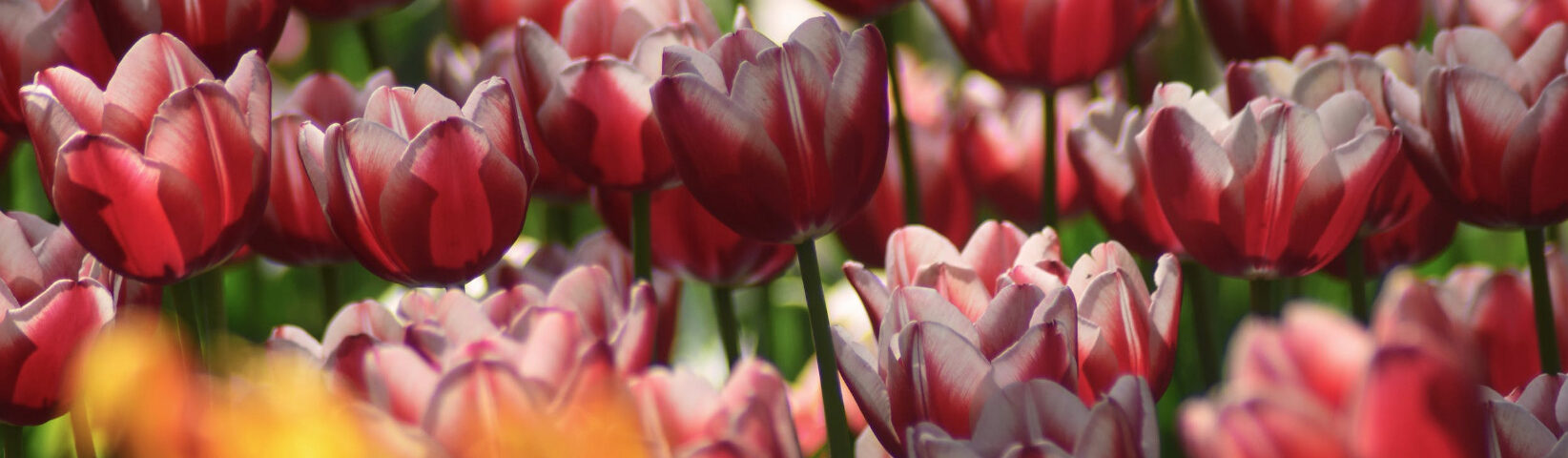 nationalblomst i Tyrkiet, tyrkiets nationalblomst tulipan, fakta om tyrkiet, blomster i tyrkiet, tyrkisk historie