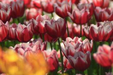 nationalblomst i Tyrkiet, tyrkiets nationalblomst tulipan, fakta om tyrkiet, blomster i tyrkiet, tyrkisk historie